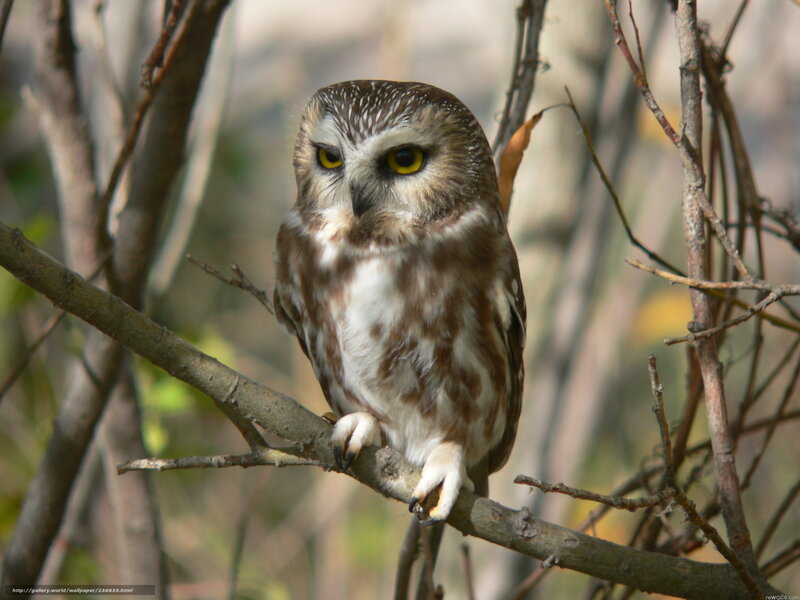 Owl perched on a branch