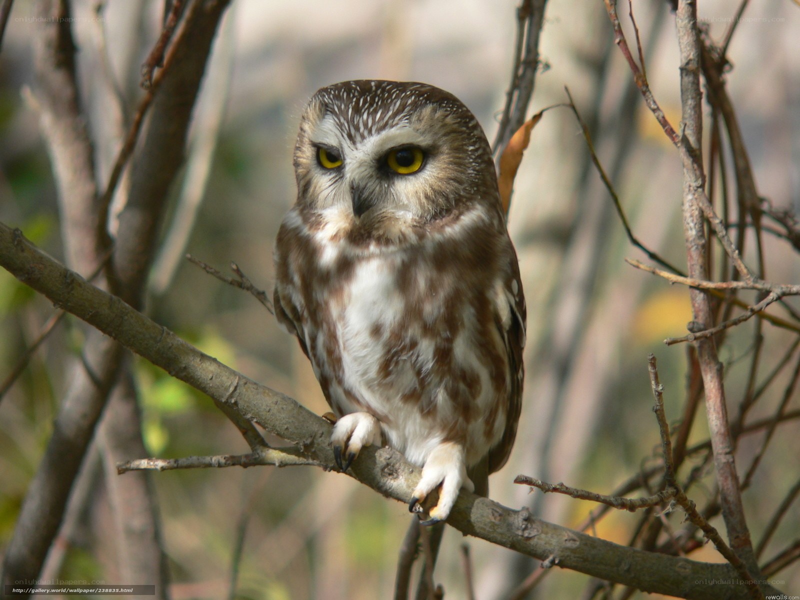 Owl perched on a branch
