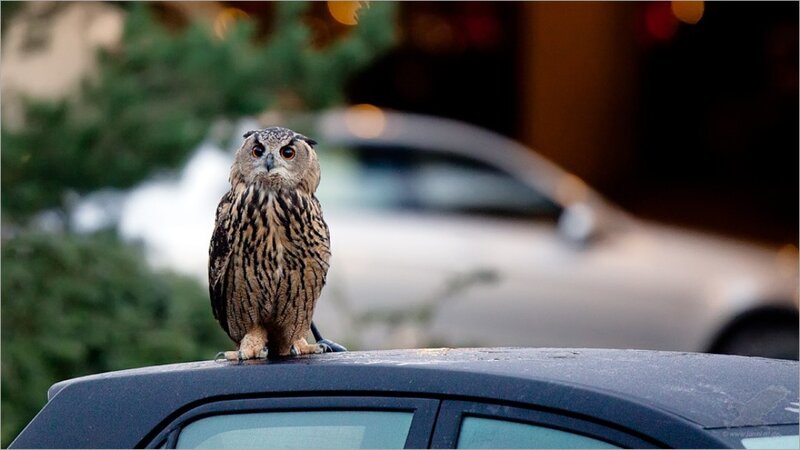 Owl perched on a car