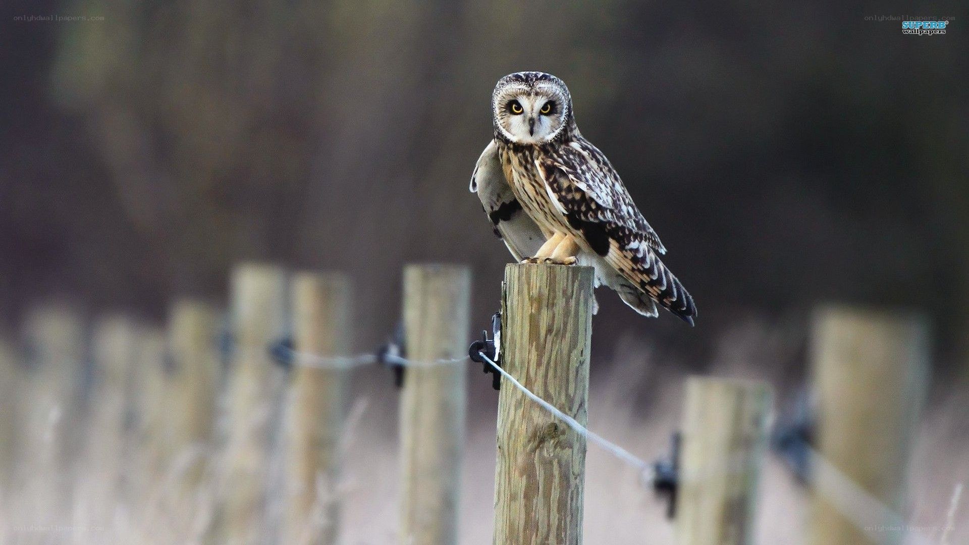 Owl perched on a fence post