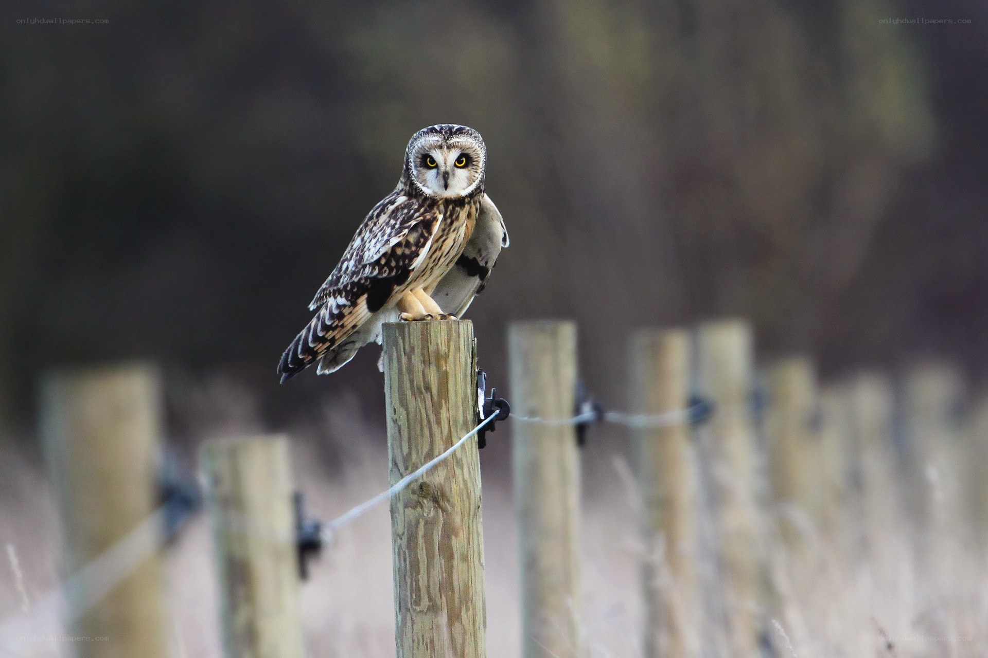 Owl perched on a fence post