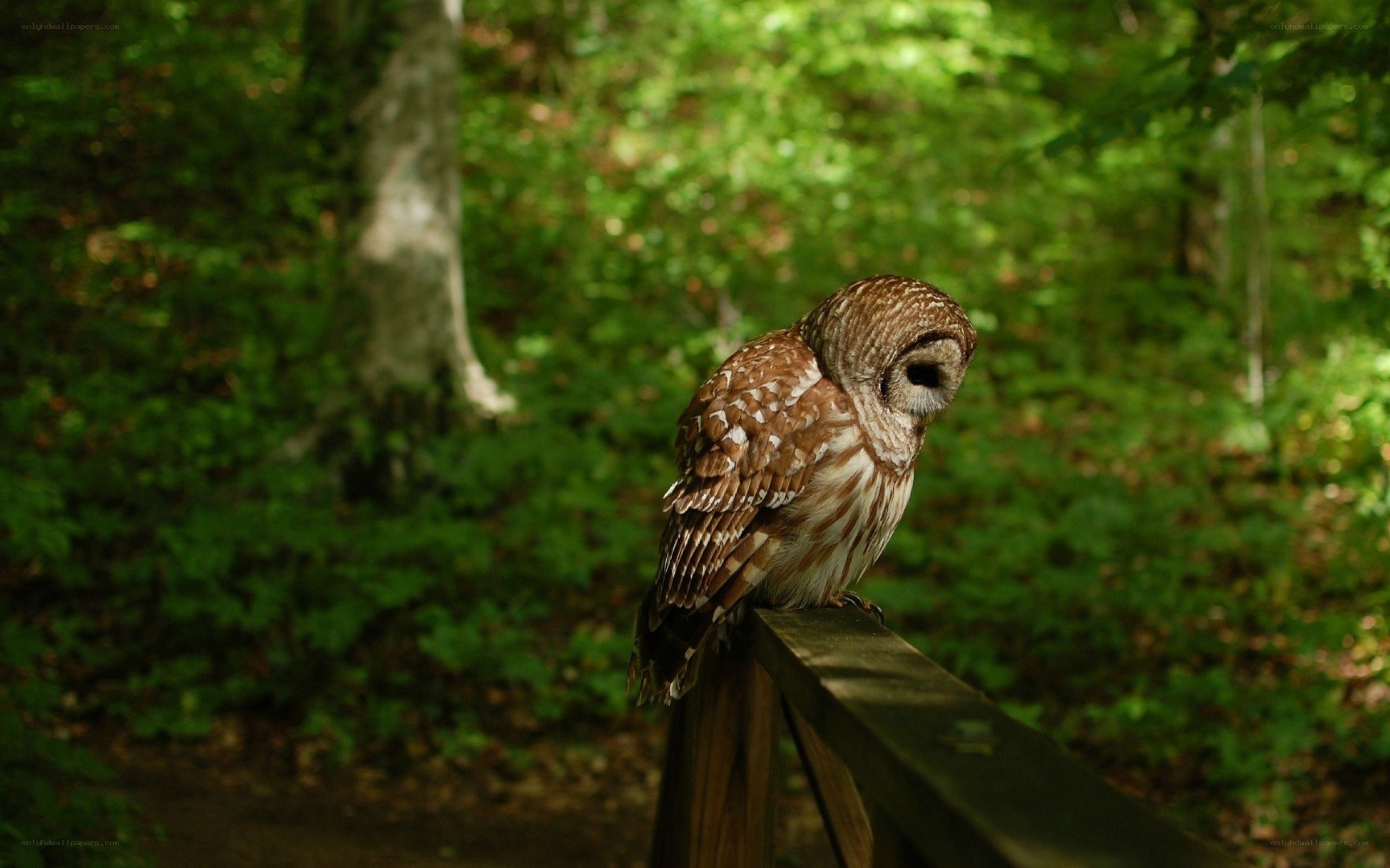 Owl perched on a fence