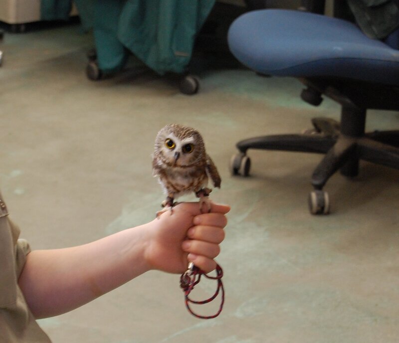 owl perched on a hand