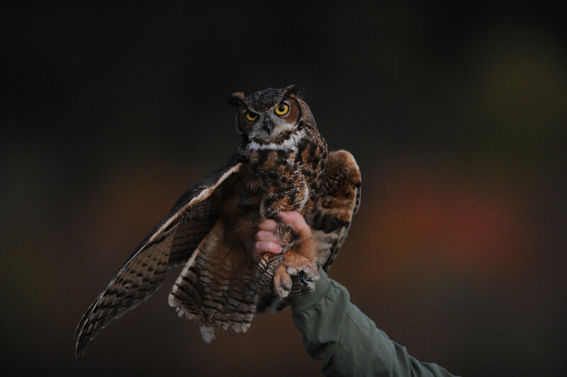 owl perched on a hand