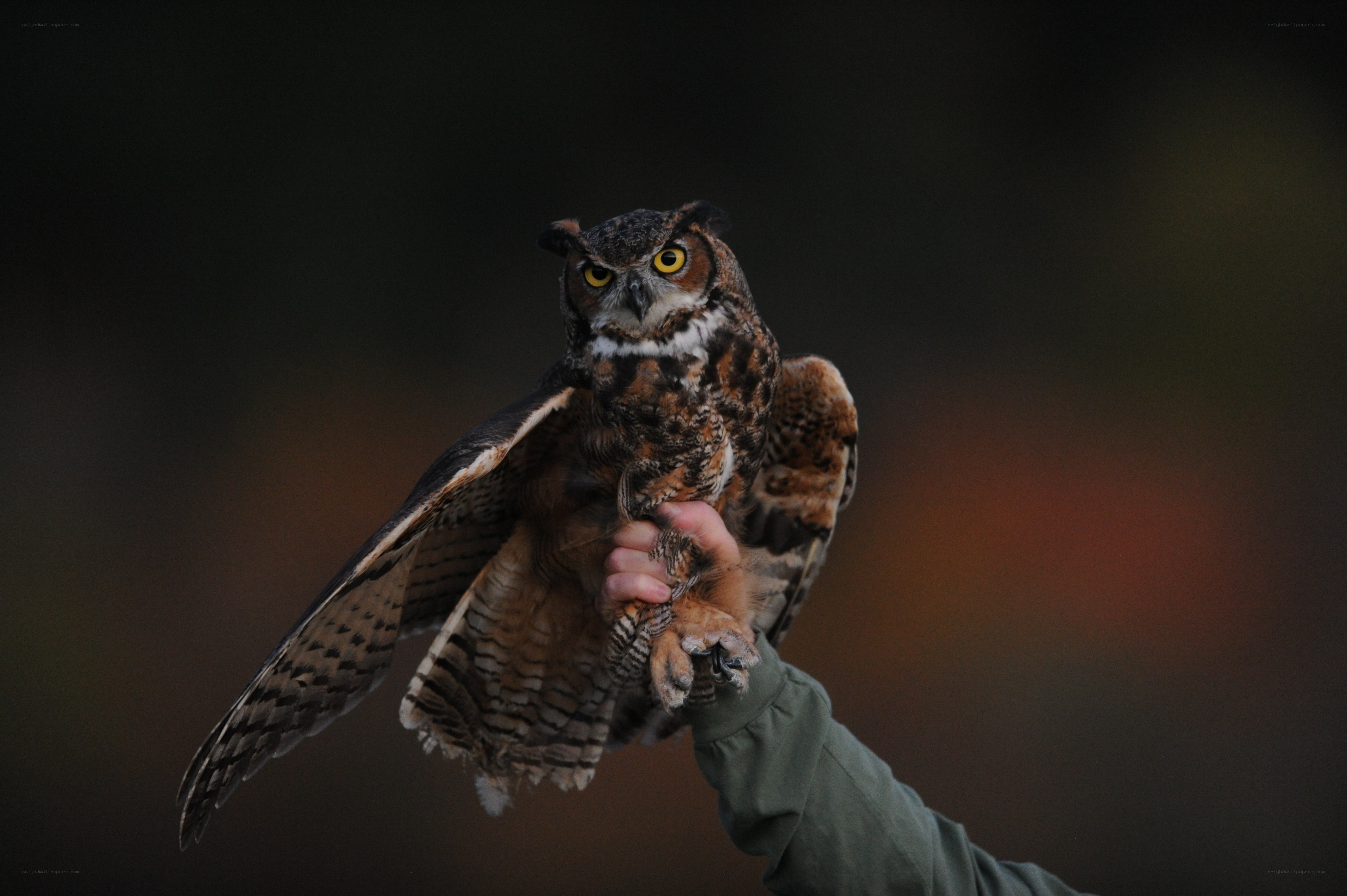 owl perched on a hand