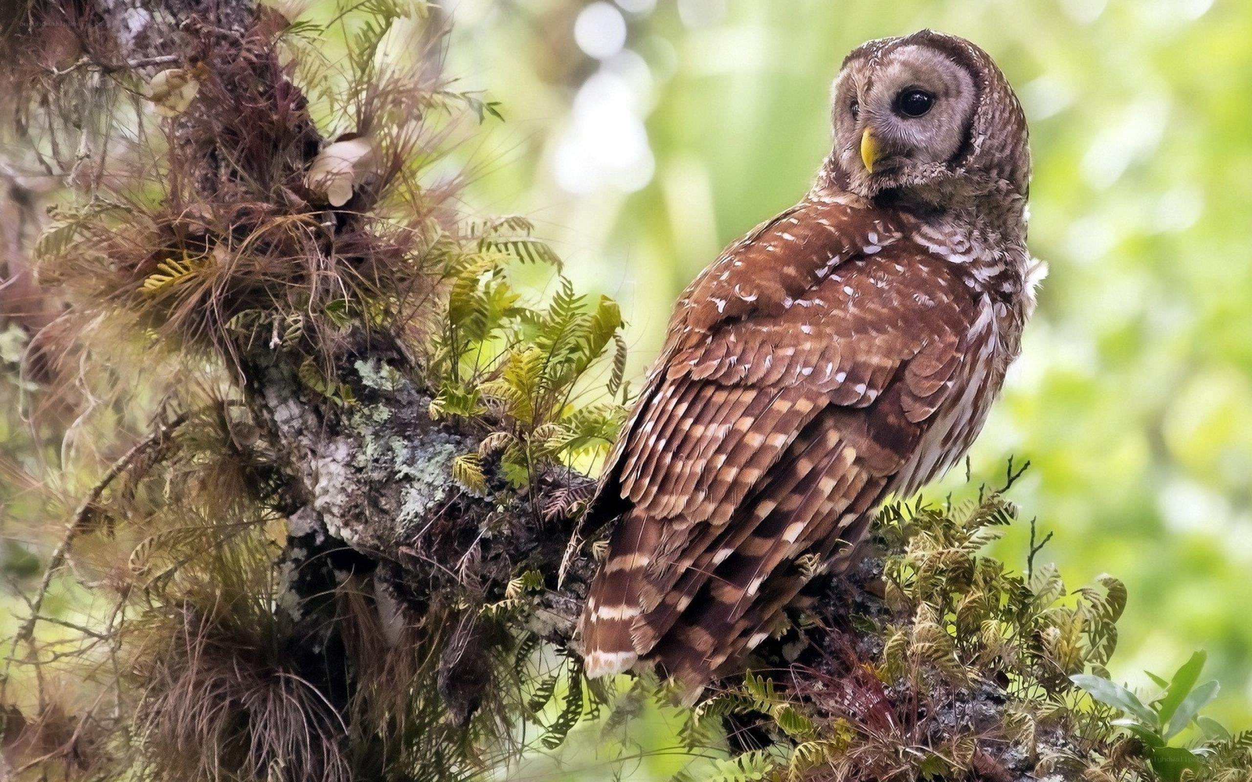 Owl perched on a mossy branch
