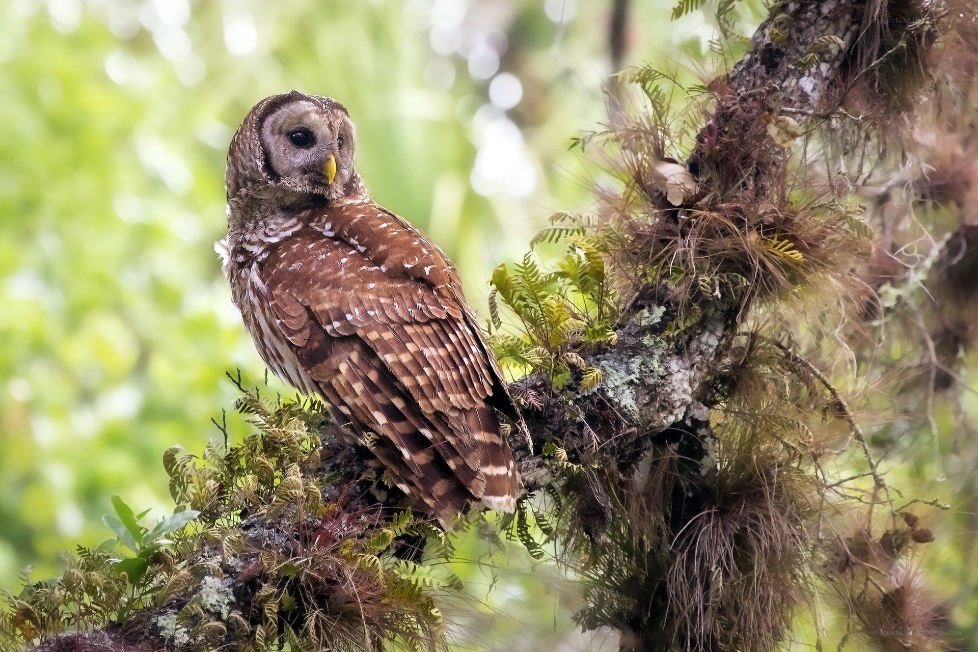 Owl perched on a mossy branch