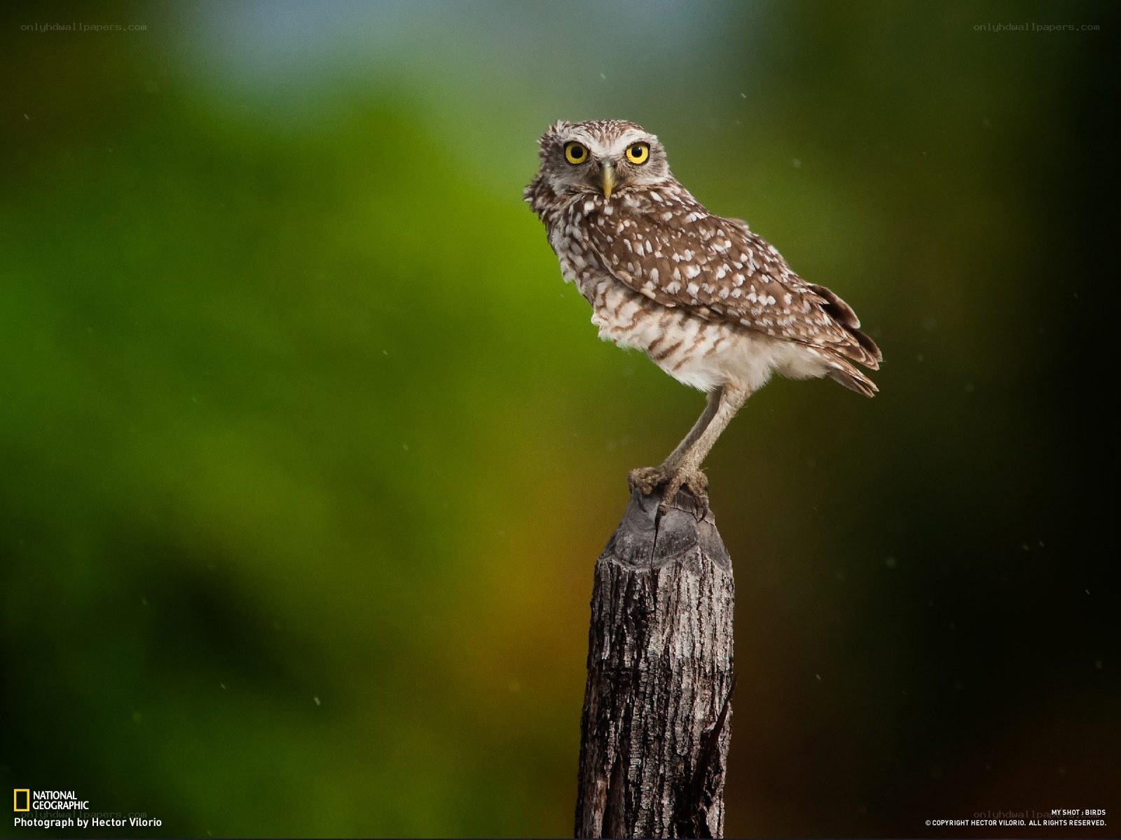 Owl perched on a post