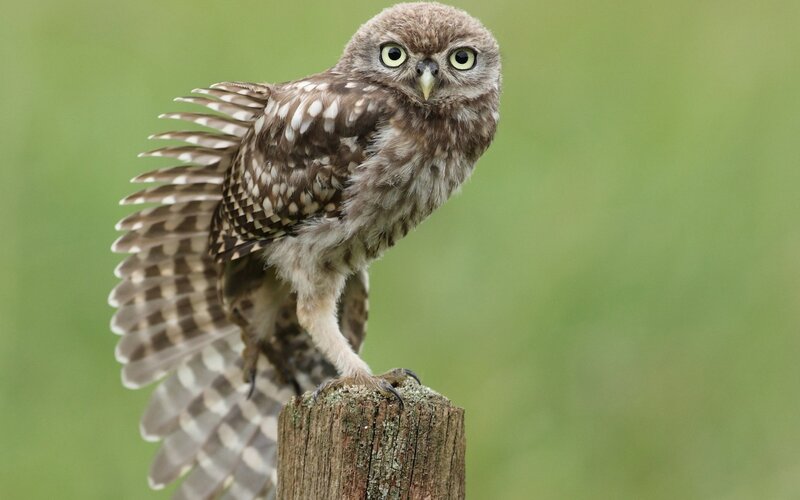Owl perched on a post