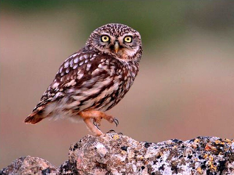 Owl perched on a rock