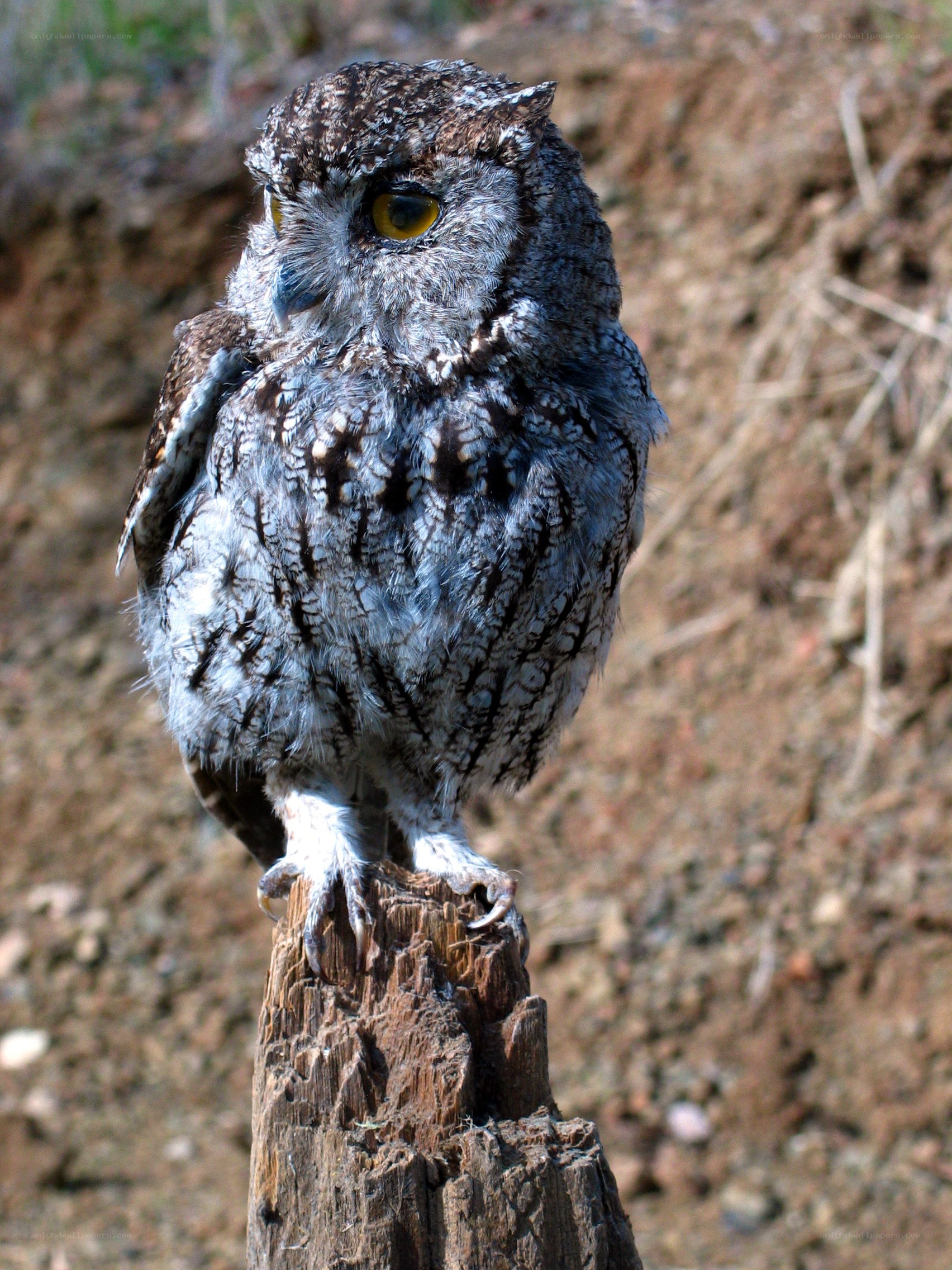 Owl perched on a stump