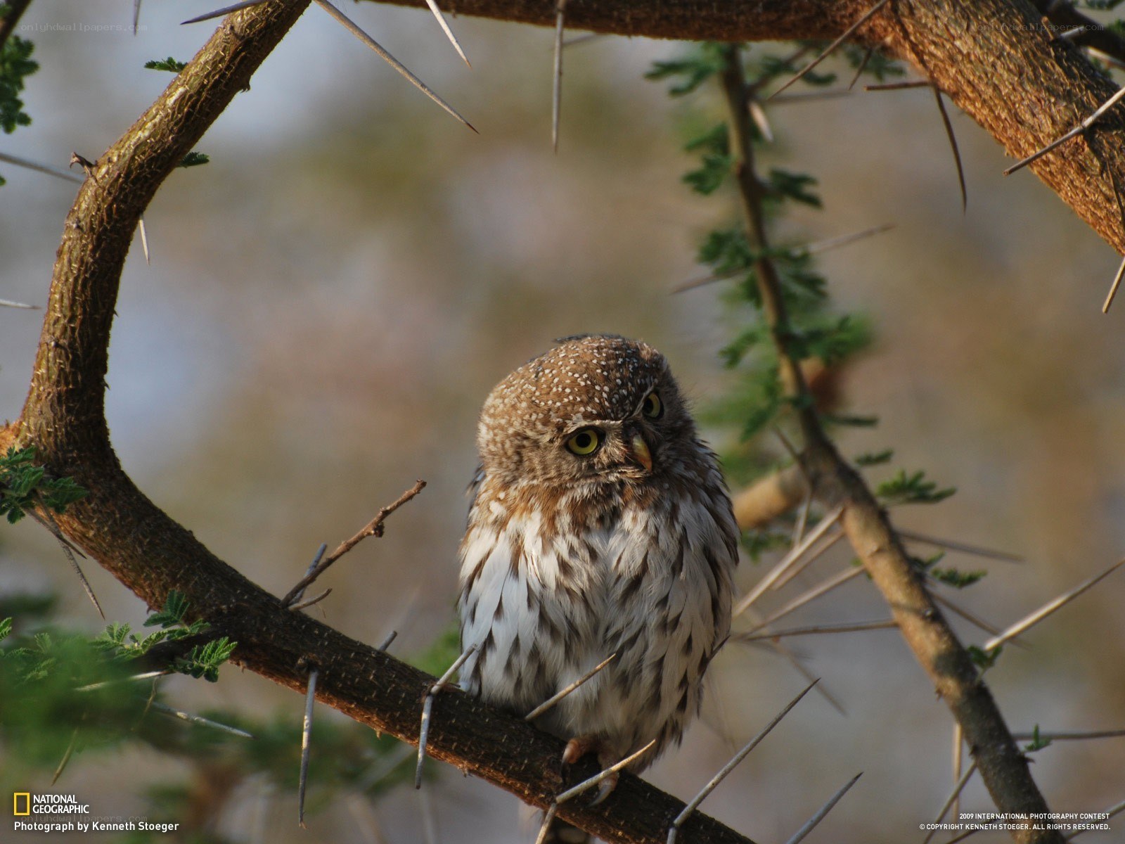 Owl perched on a thorny branch