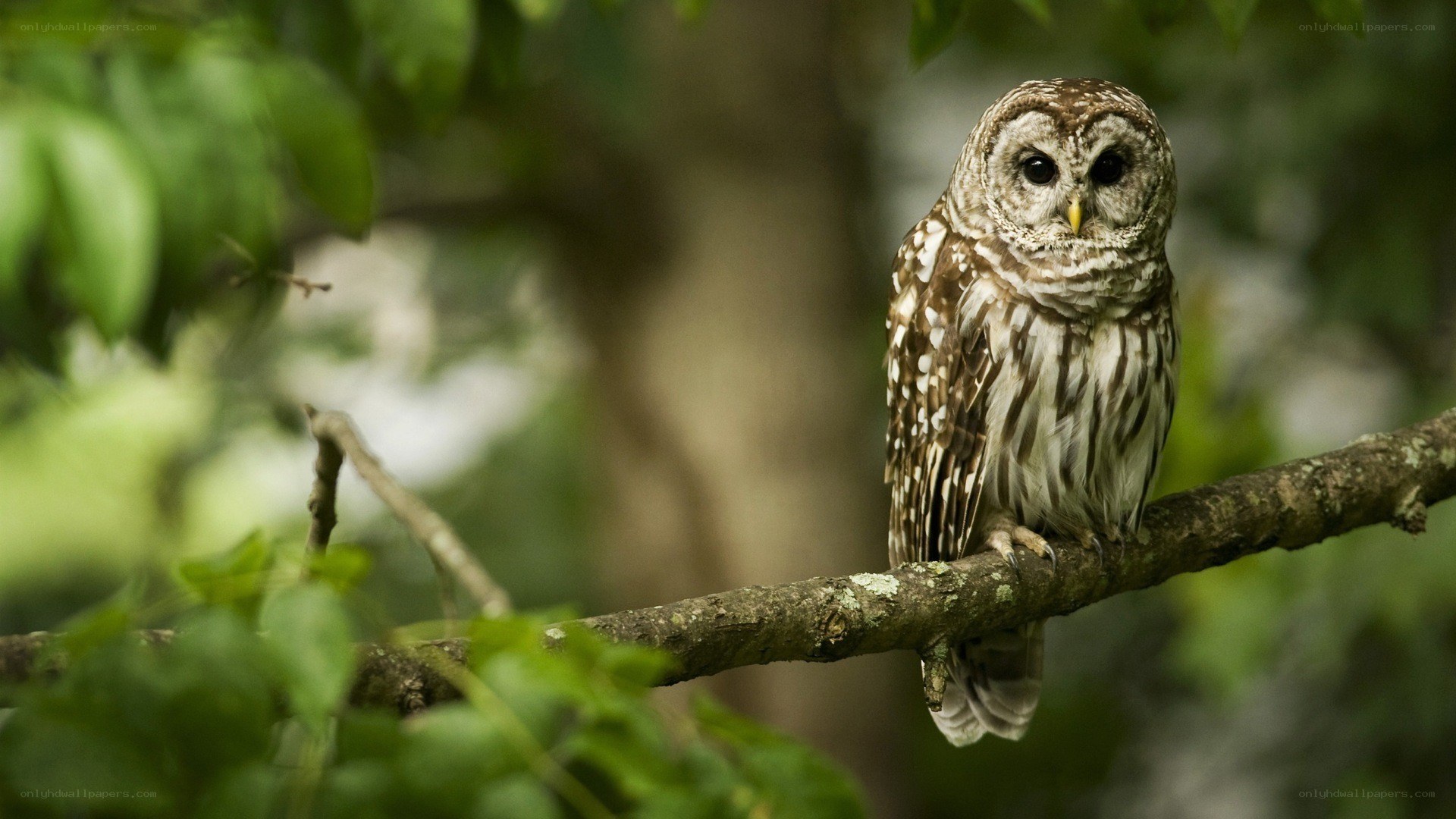 Owl perched on a tree branch