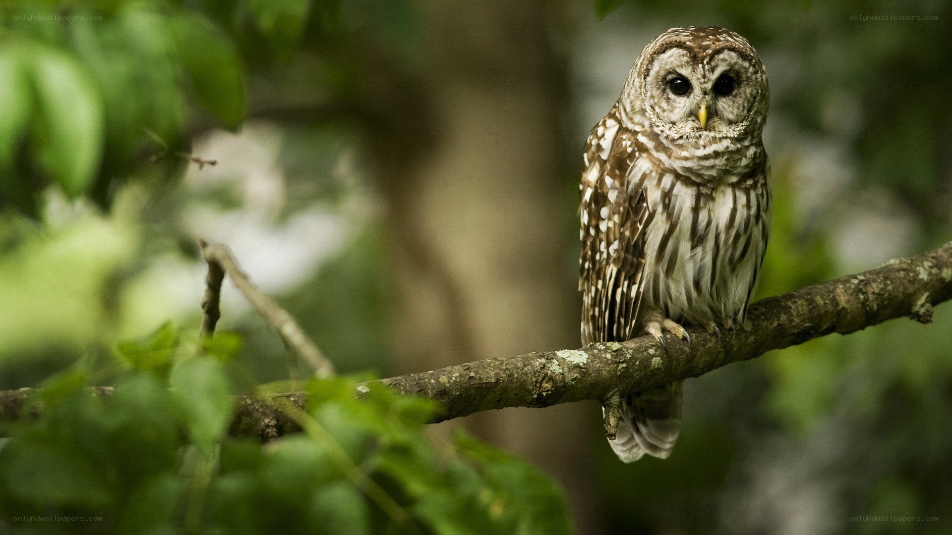 Owl perched on a tree branch