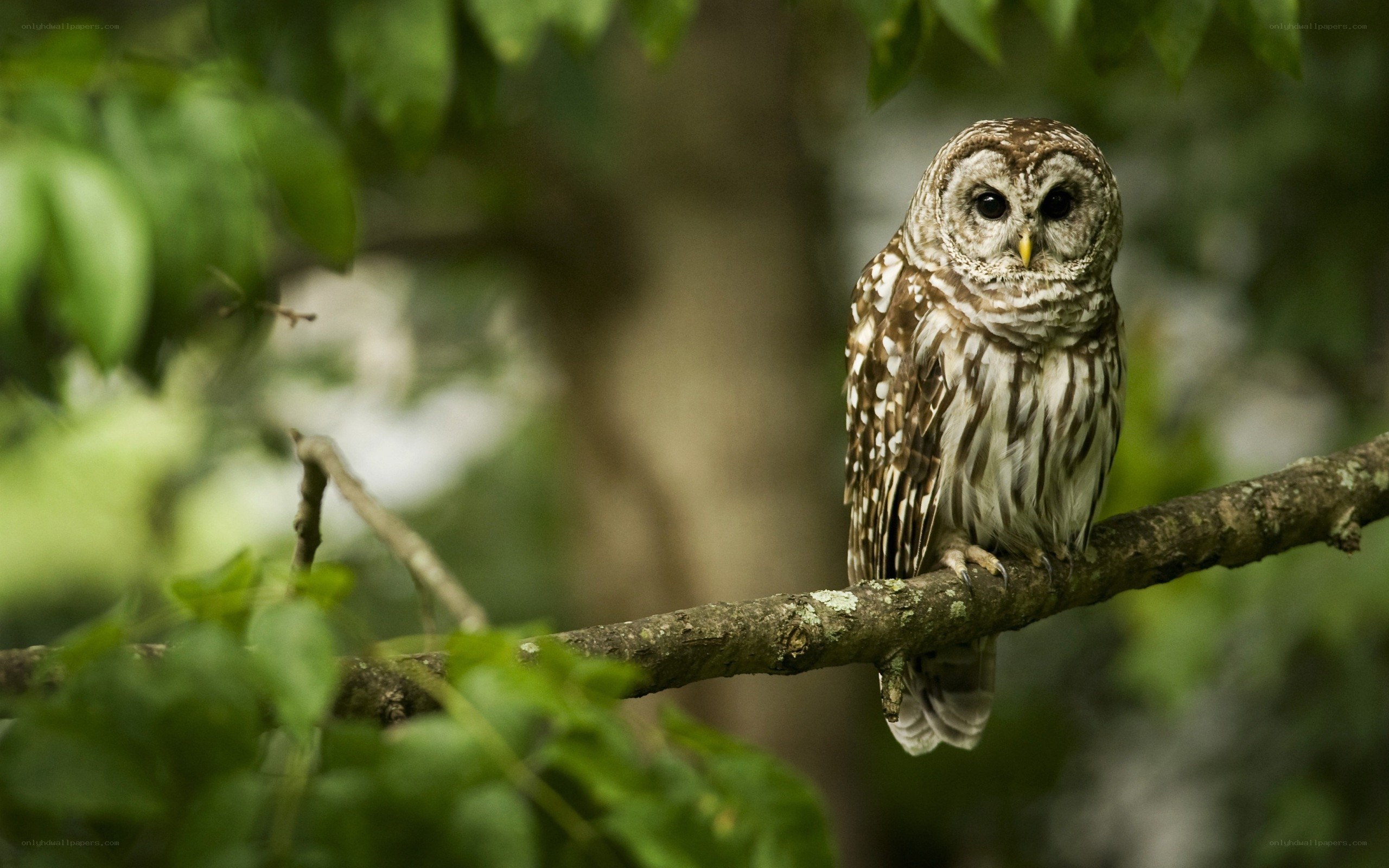 Owl perched on a tree branch