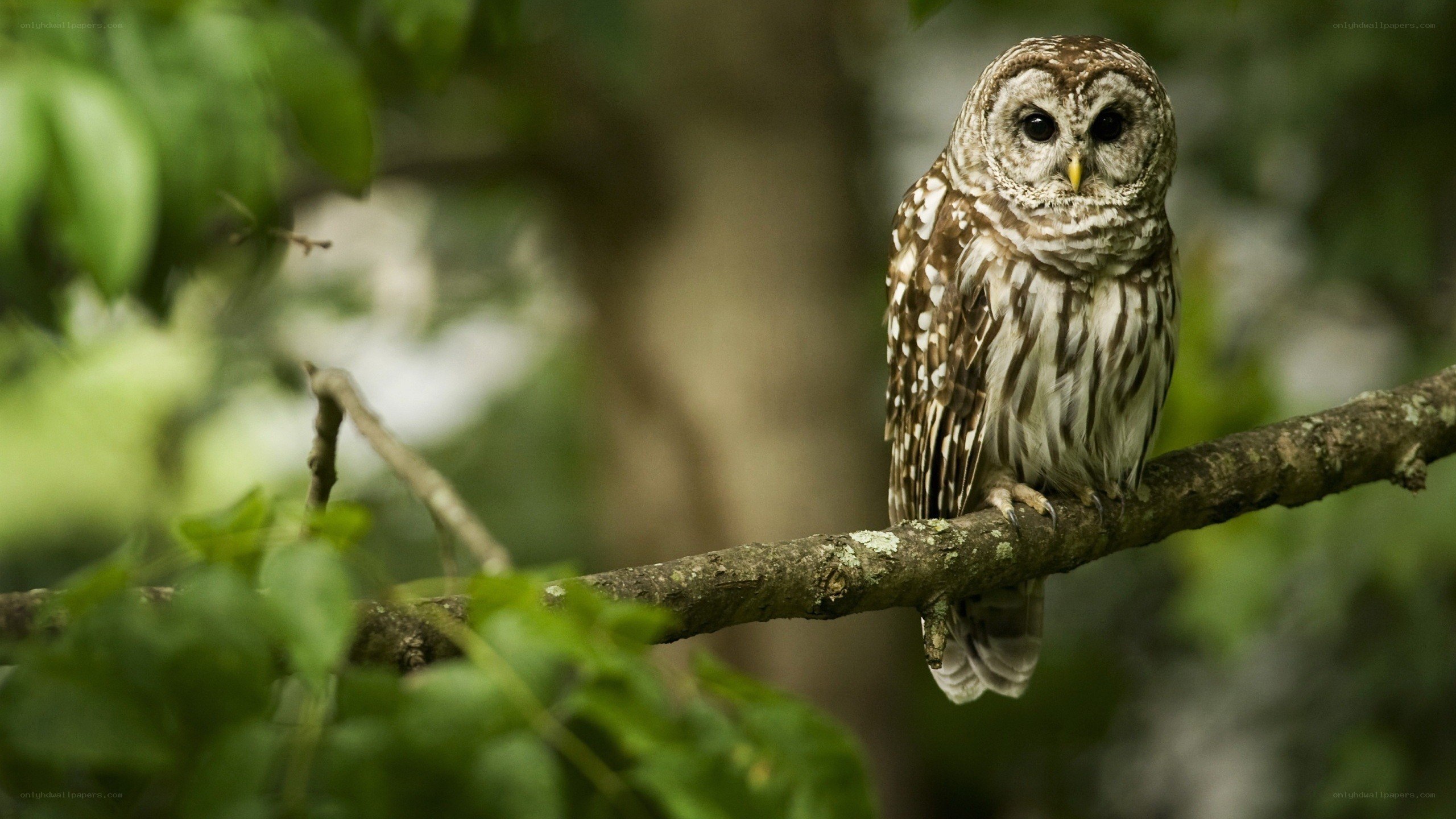Owl perched on a tree branch