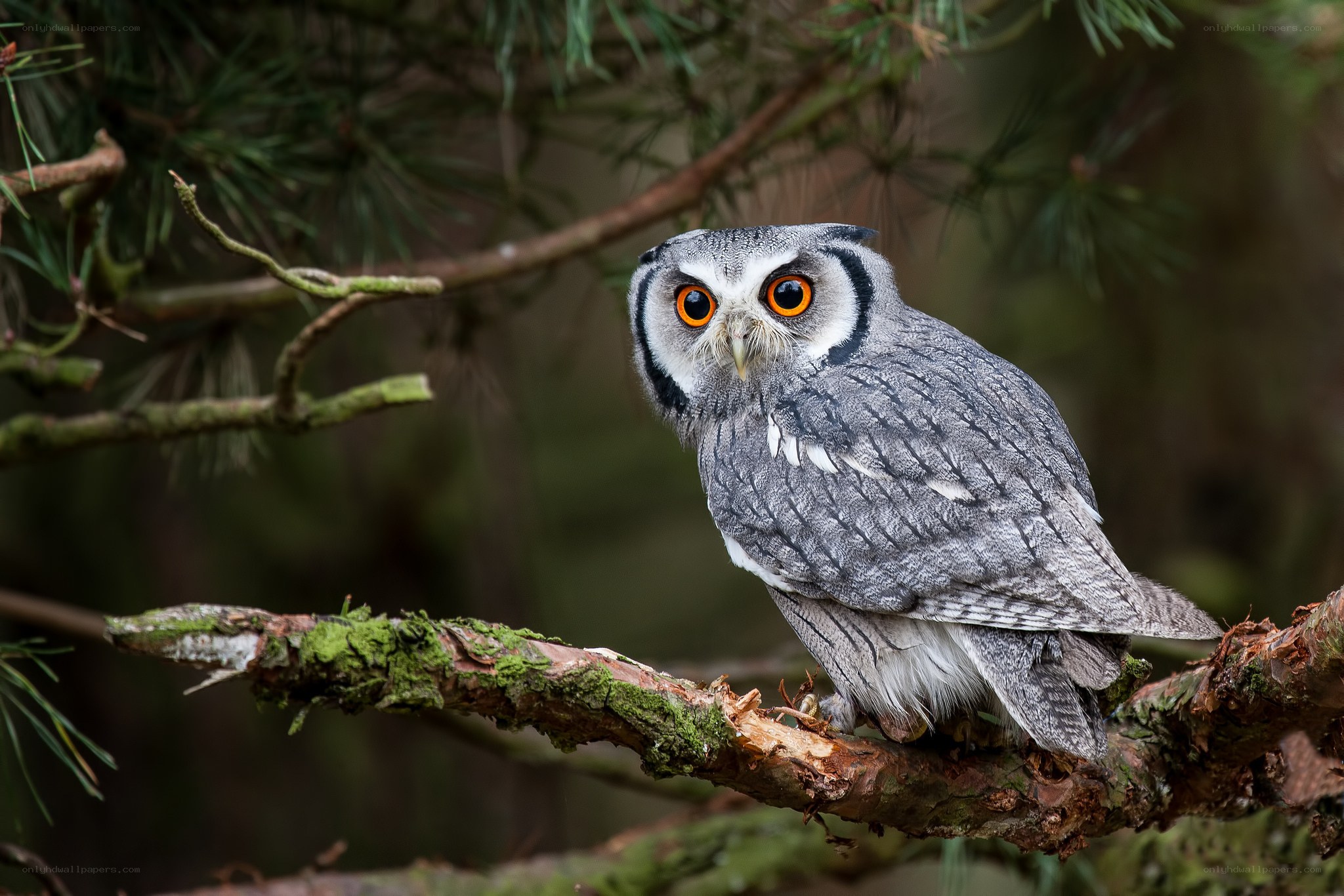 Owl perched on a tree branch