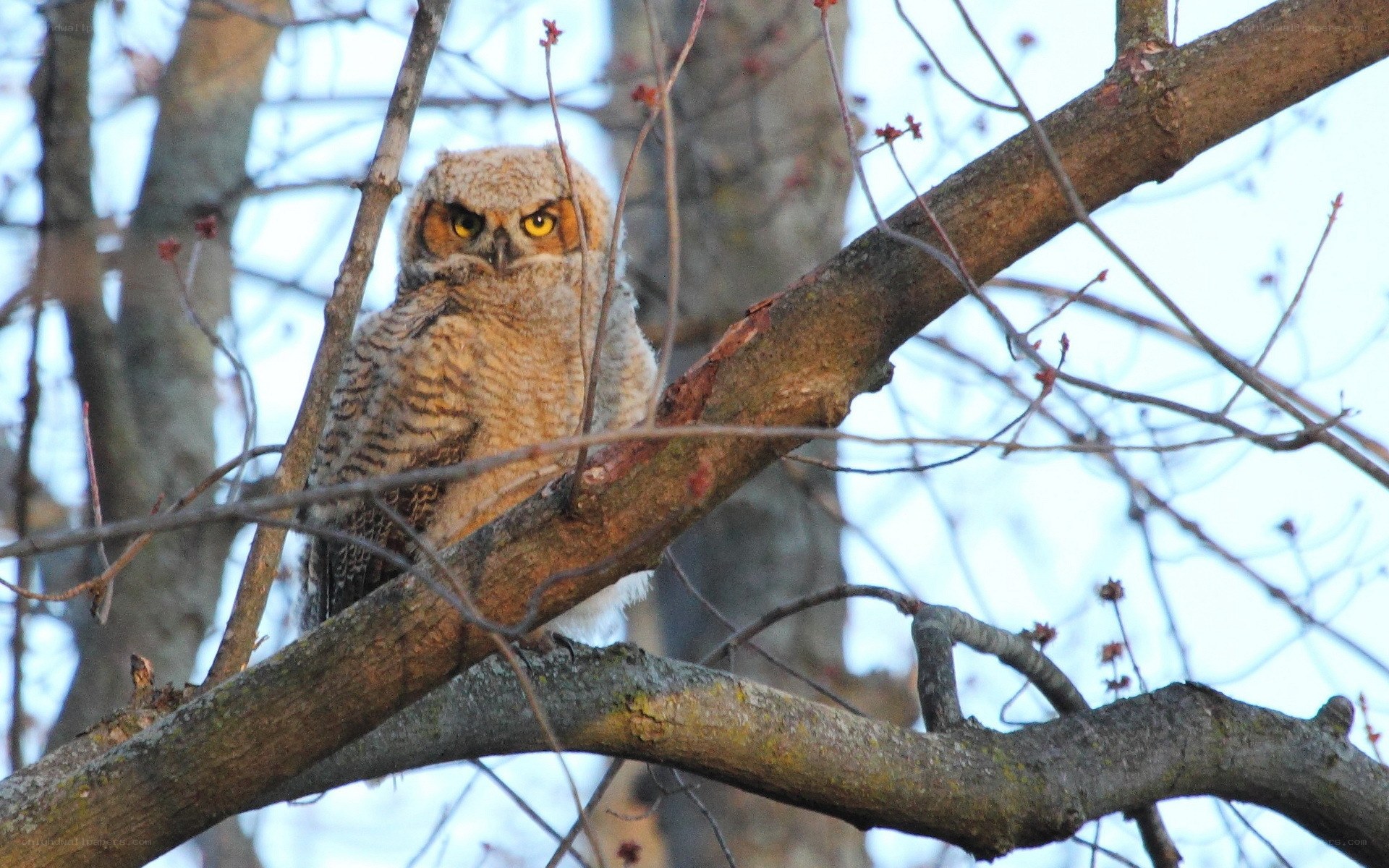 Owl perched on a tree branch