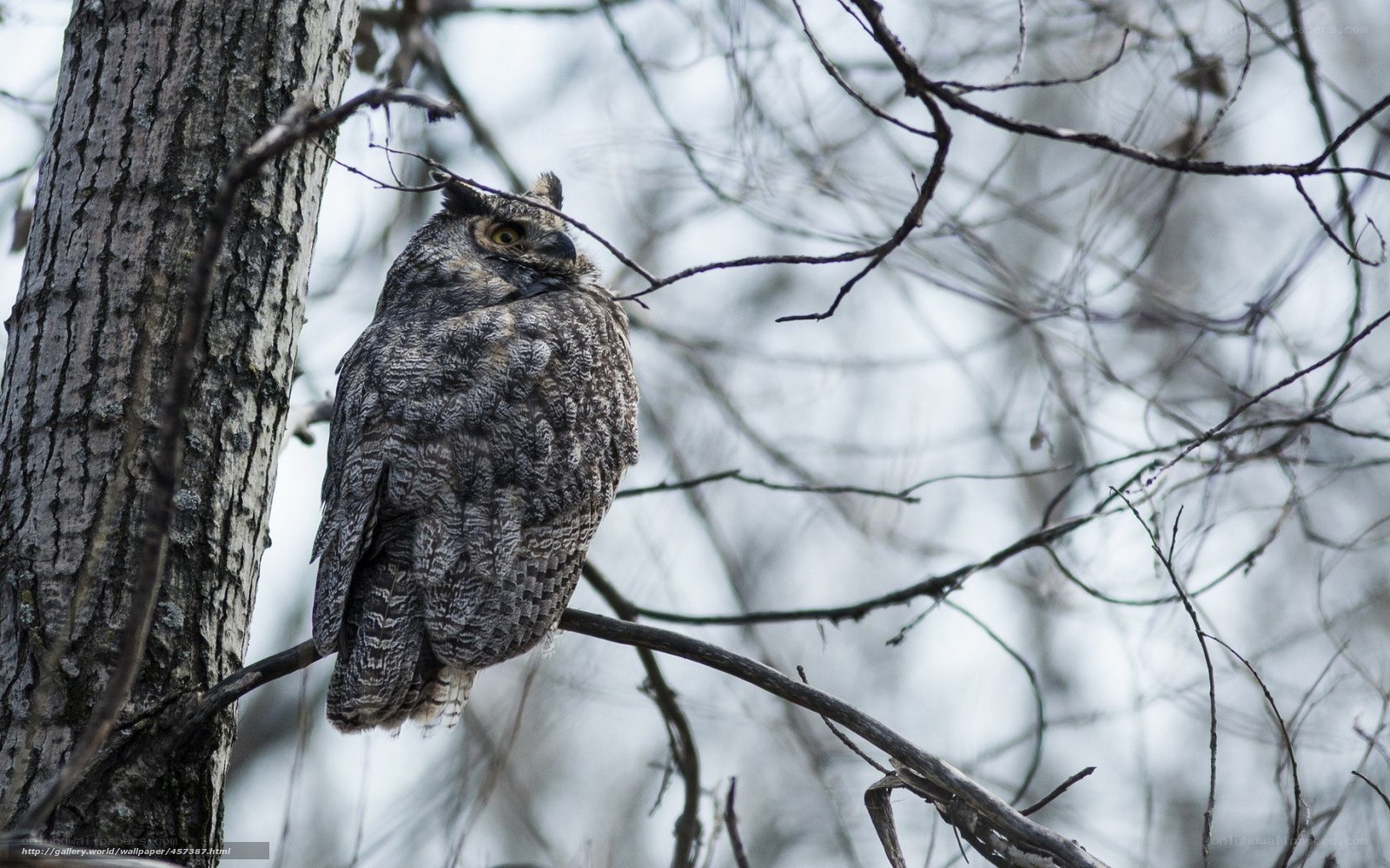 Owl perched on a tree branch