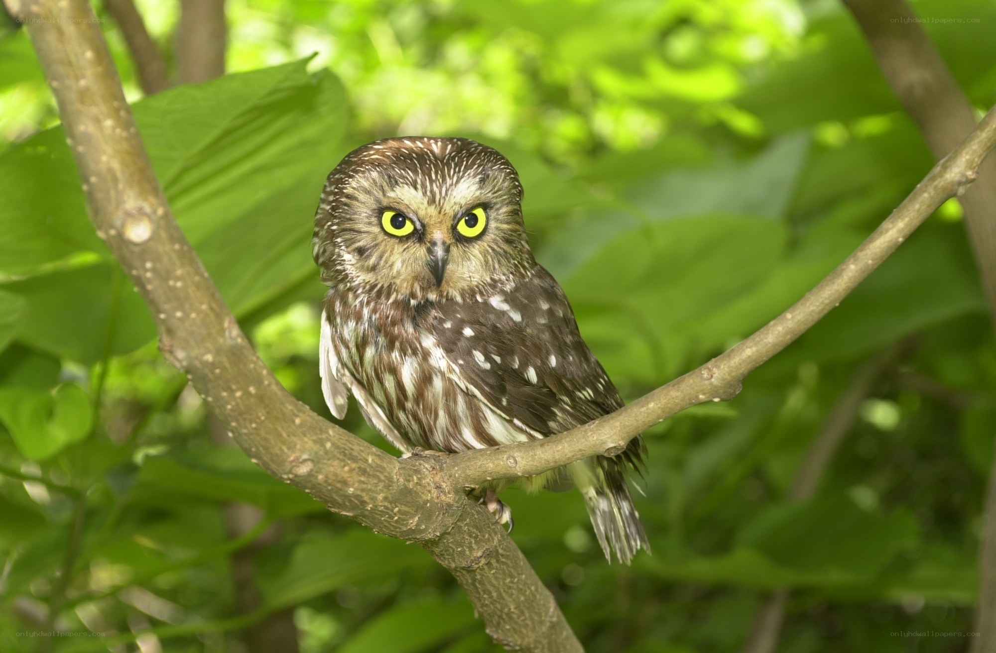 Owl perched on a tree branch