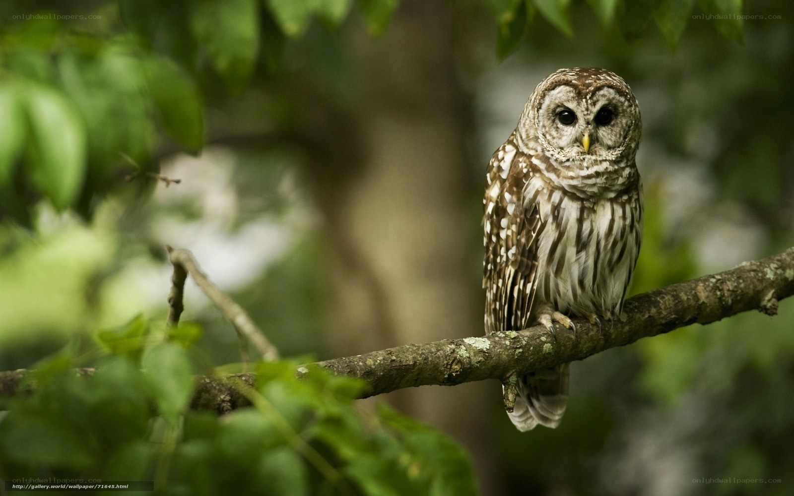 Owl perched on a tree branch