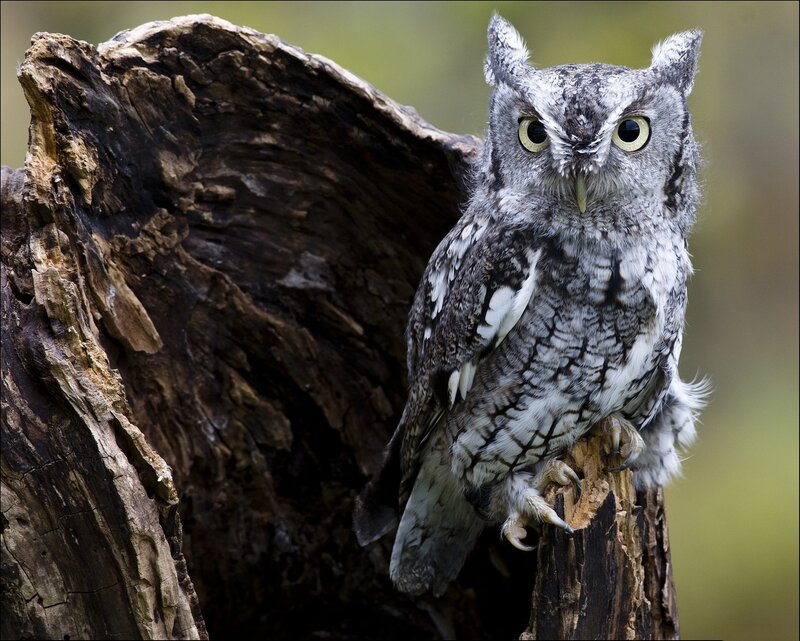 Owl perched on a tree stump