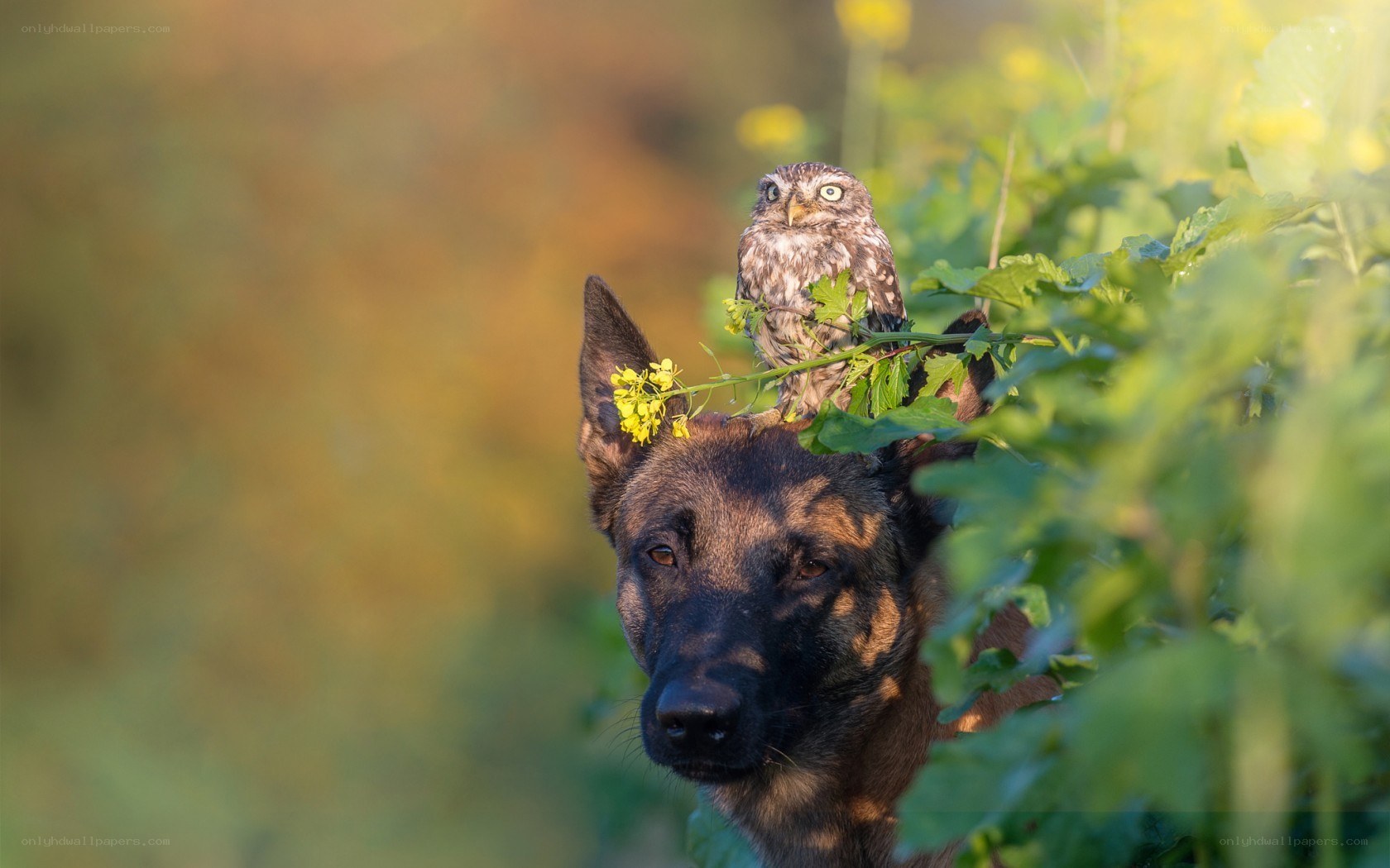 Owl perched on dog's head