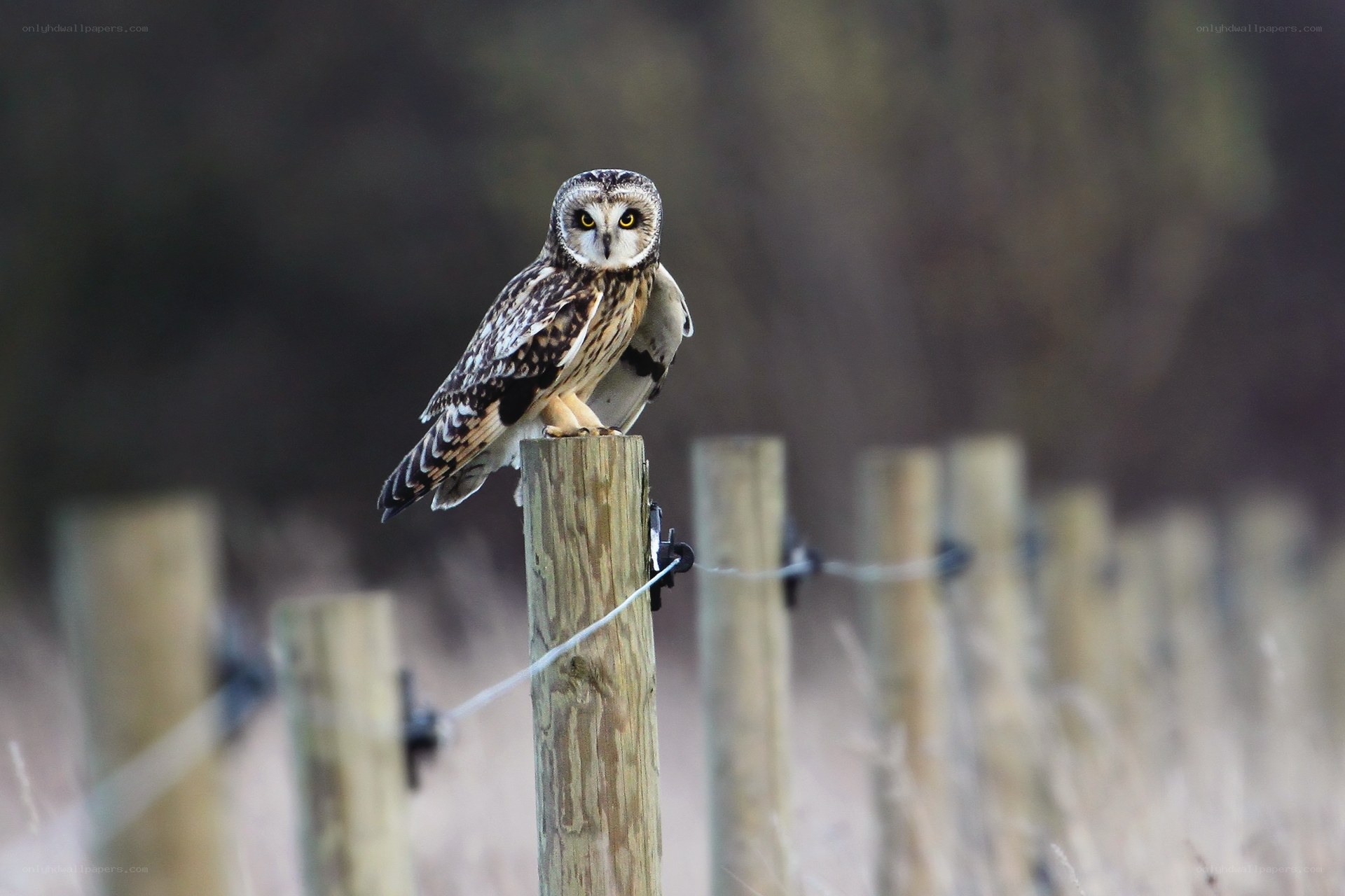 Owl perched on fence post