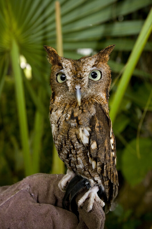 owl perched on gloved hand