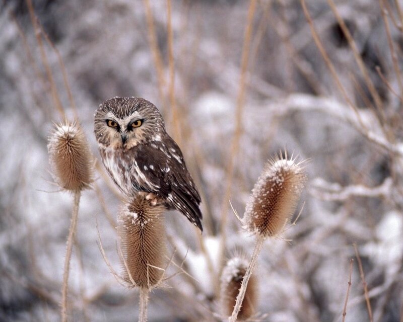 Owl perched on thistle