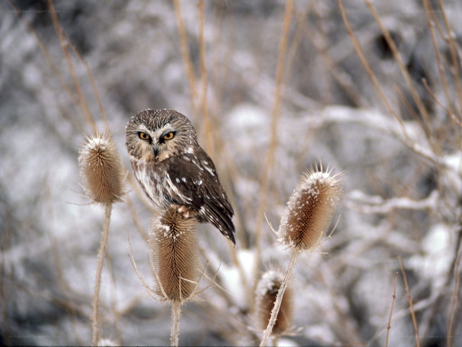 Owl perched on thistle