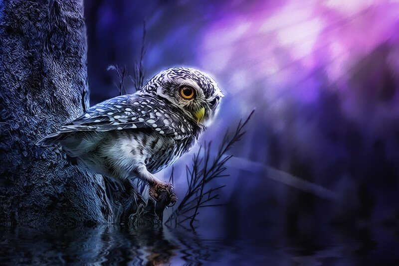 Owl Perched on Tree