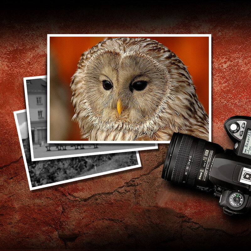 Owl photo with camera and photos