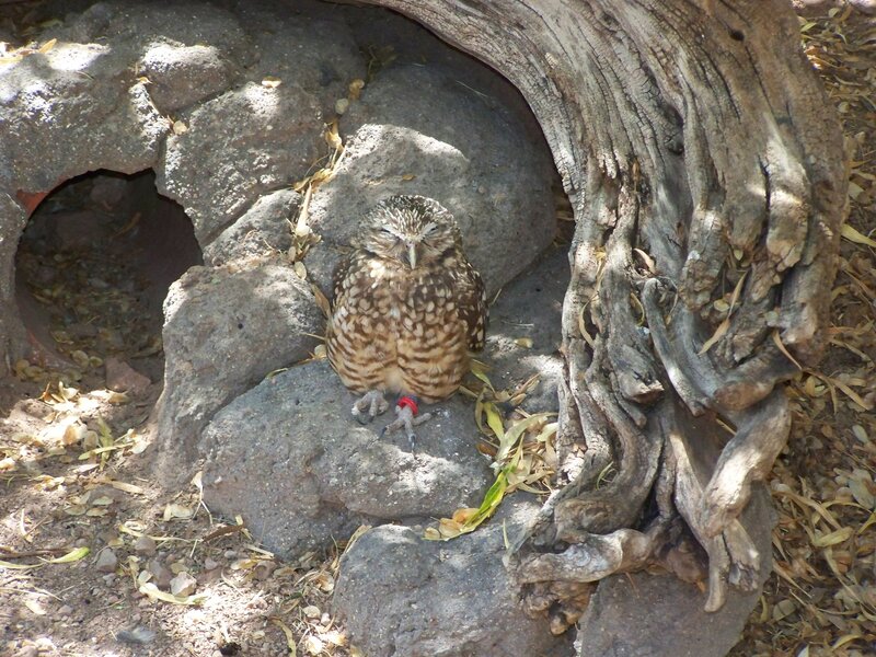 Owl resting in a rocky shelter