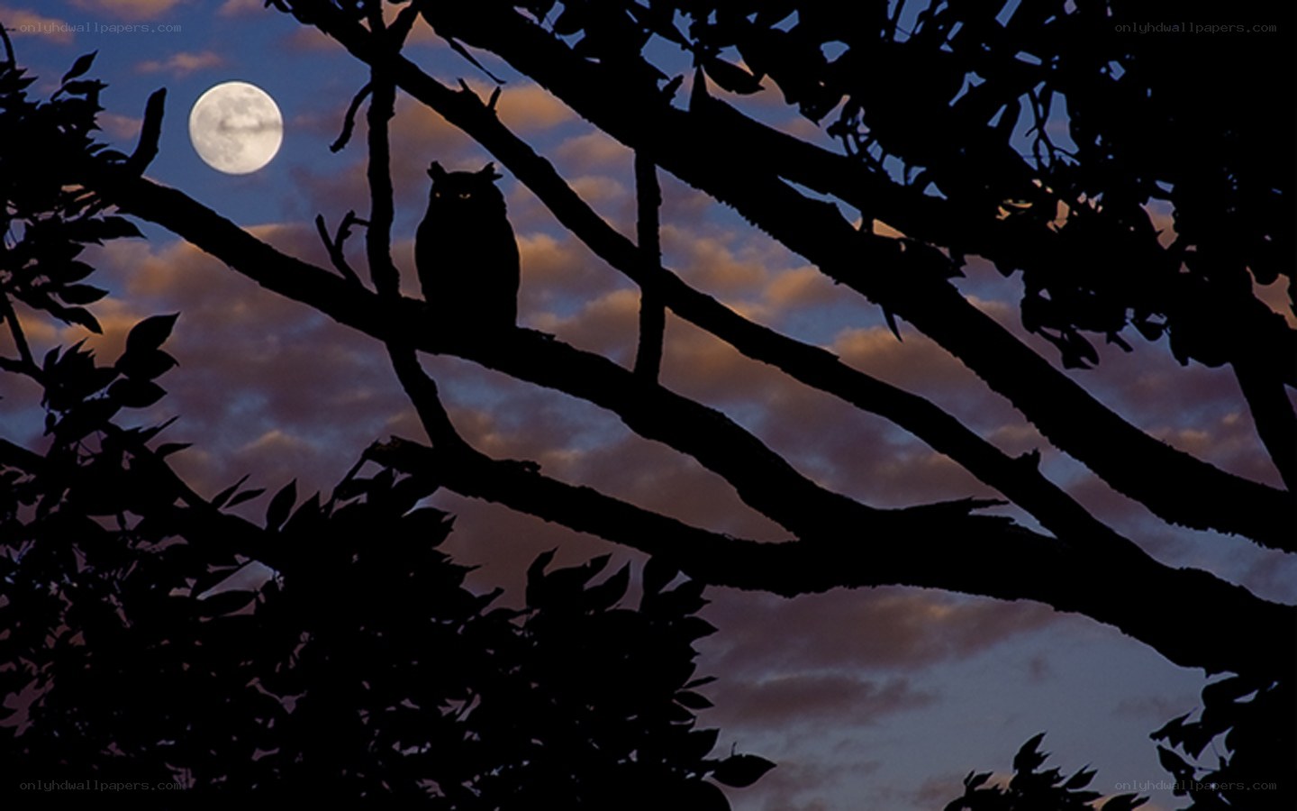 Owl silhouetted against moon