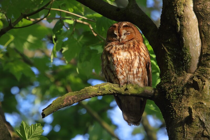 Owl Sleeping on Branch