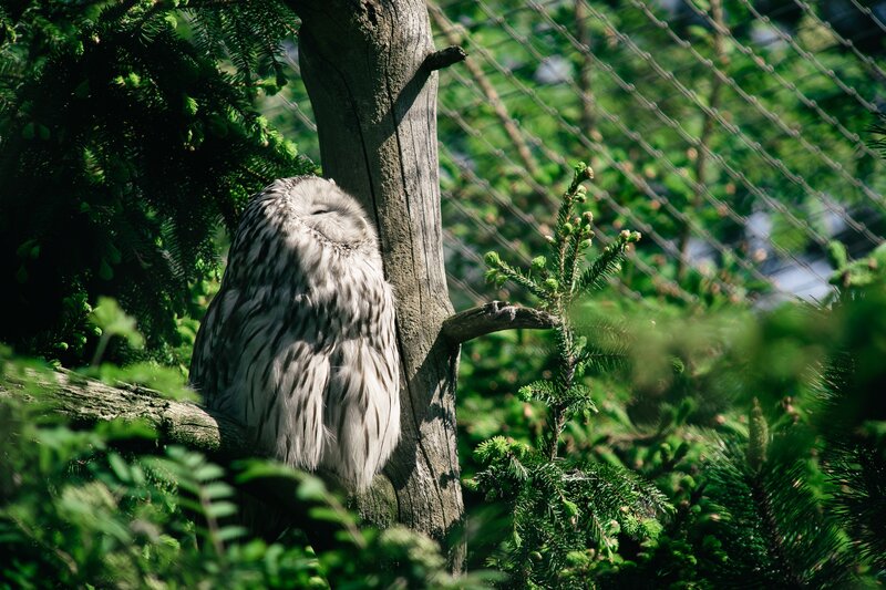 Owl Sleeping on Tree