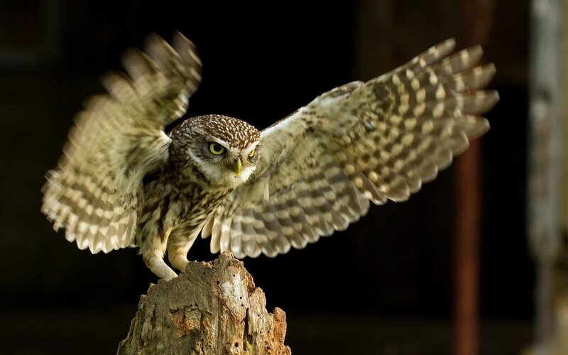 Owl Spreading Wings