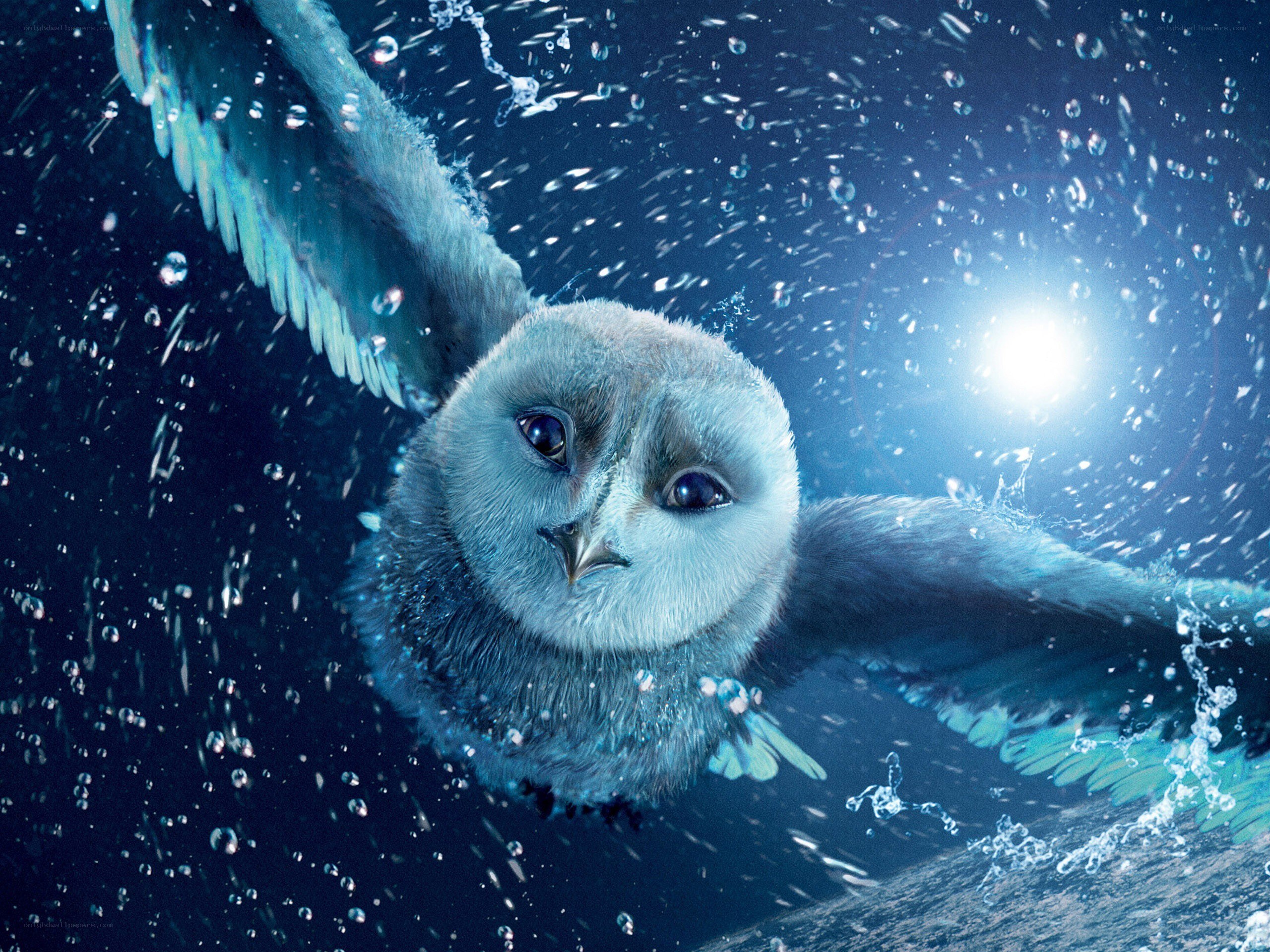 owl swimming underwater