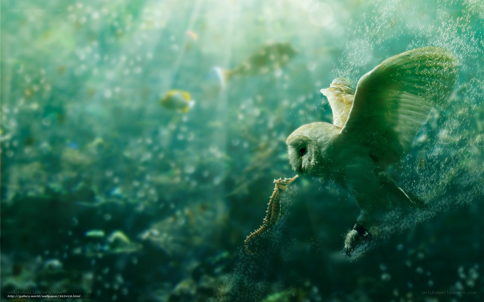 Owl swimming underwater