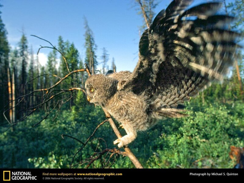 Owl taking flight from branch