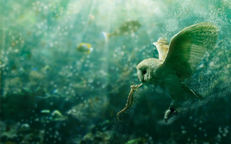 Owl Underwater with Seahorse