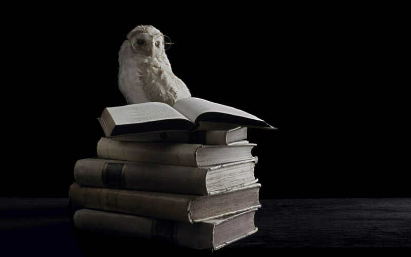 Owl Wearing Glasses