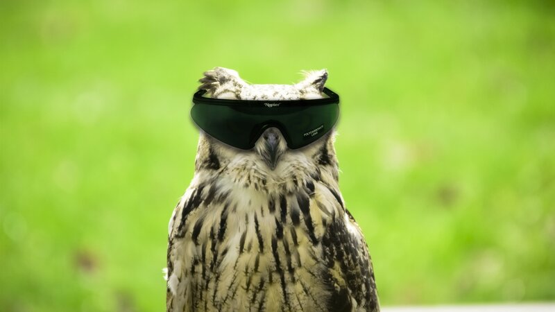 Owl Wearing Sunglasses — Green