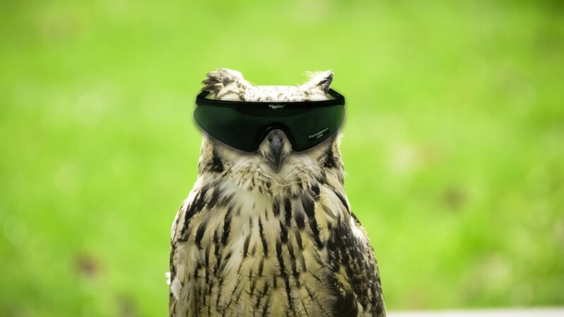owl wearing sunglasses