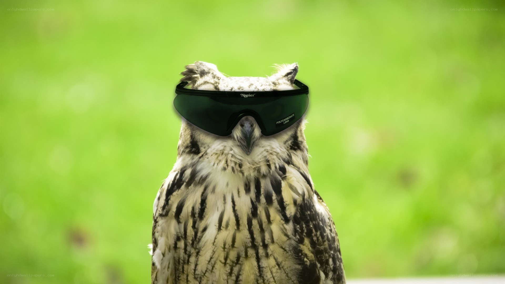 owl wearing sunglasses