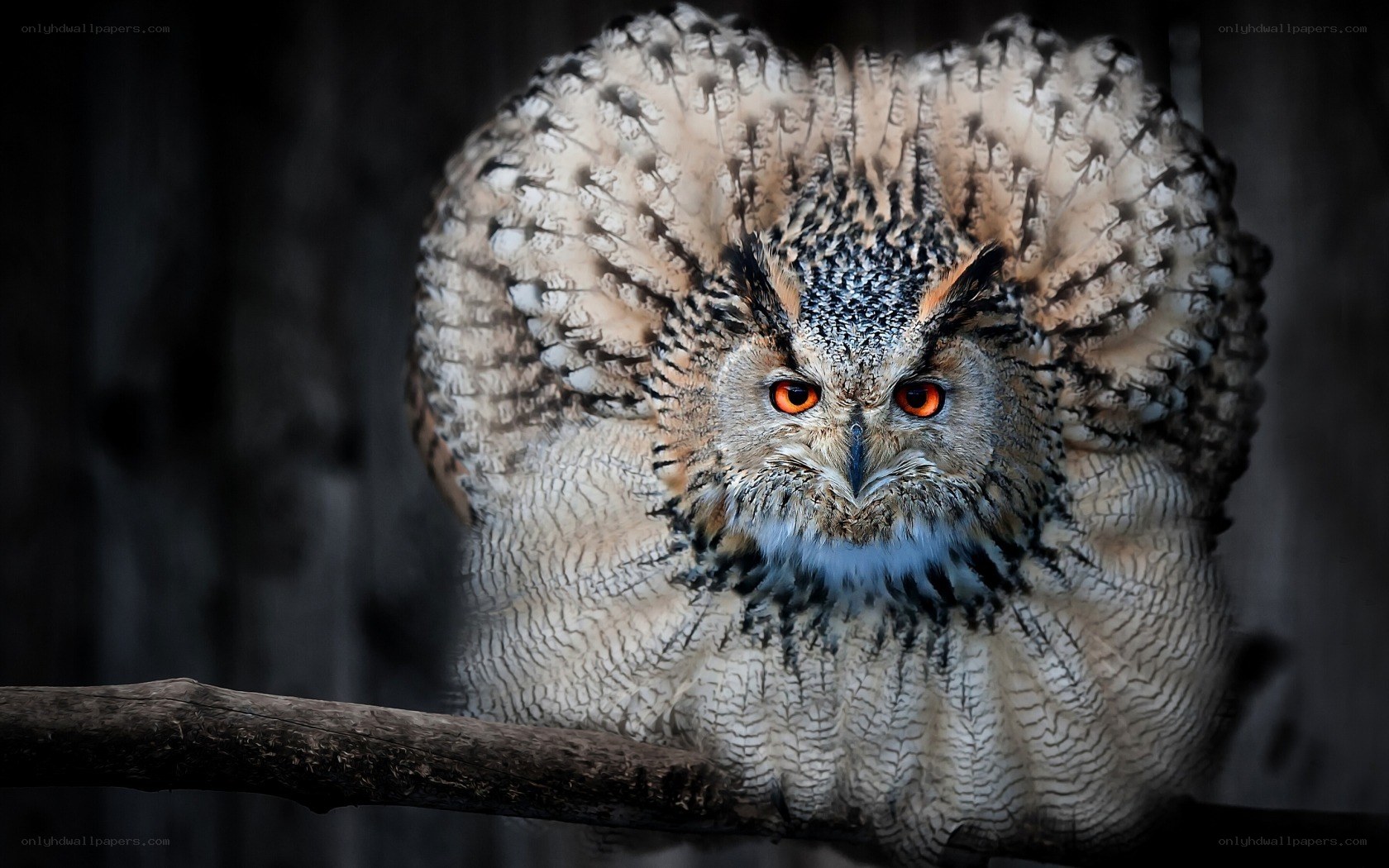 owl with bright orange eyes