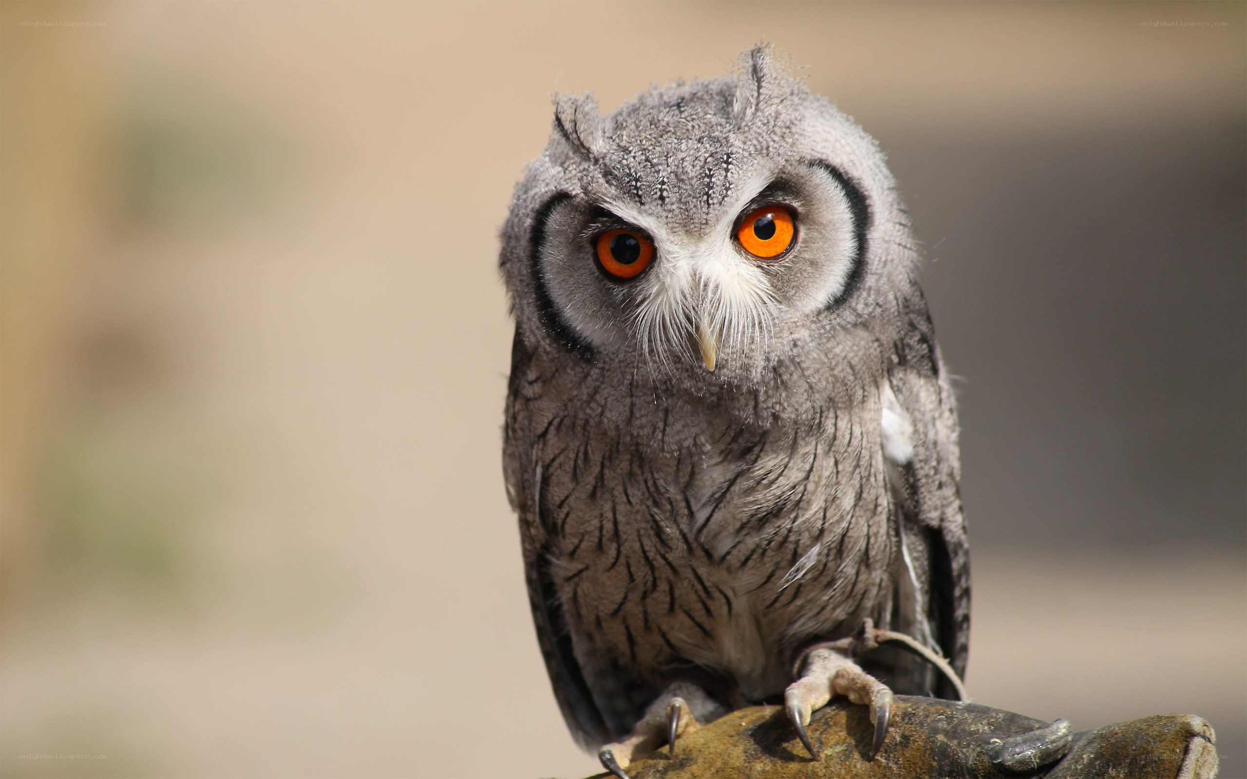 owl with bright orange eyes