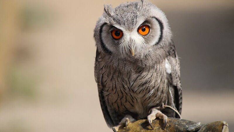 Owl with bright orange eyes