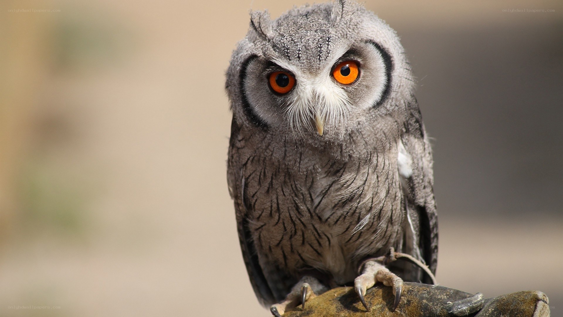 Owl with bright orange eyes
